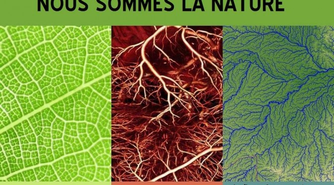 Ressemblances des réseaux sanguins, végétaux et fluviaux… En image !