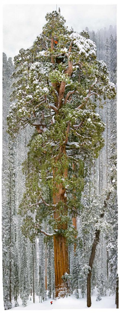 http://ngm.nationalgeographic.com/2012/12/sequoias/gatefold-image