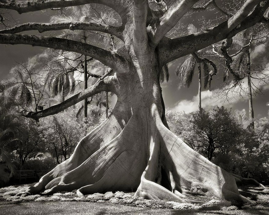 http://www.boredpanda.com/ancient-tree-photography-beth-moon/