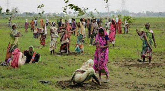 Breaking News : Le record de reboisement battu en Inde – 50 millions d’arbres replantés en une seule journée !