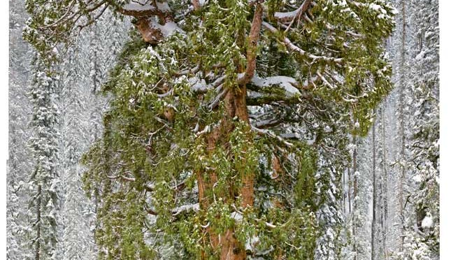 Record : 3200 ans et plus de 75 mètres pour le « Président », un des plus vieux arbres au monde qui nous a vus naître